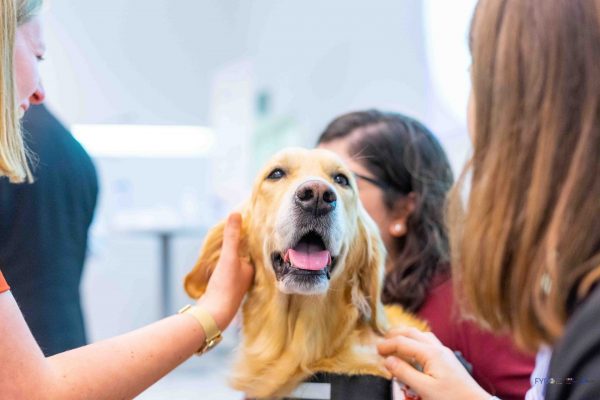 FYDO Conference web (202)