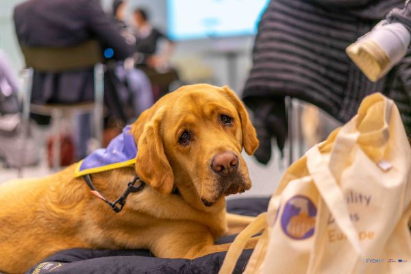 FYDO Conference web (7)